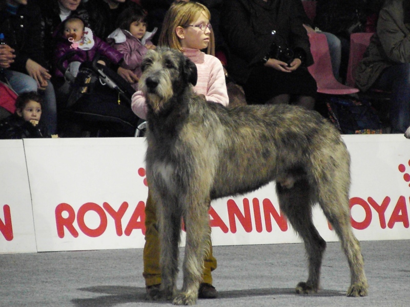 junior handler A